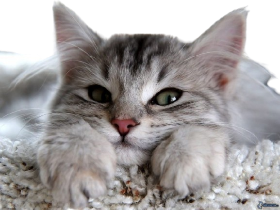 Productos para Gatos